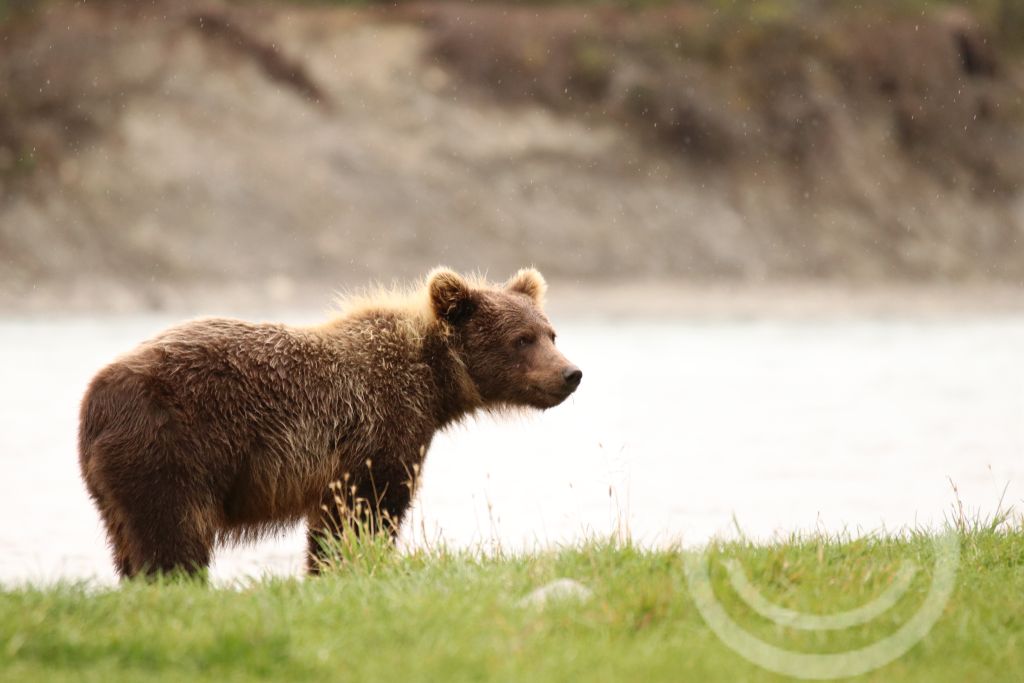 Bär in Alaska