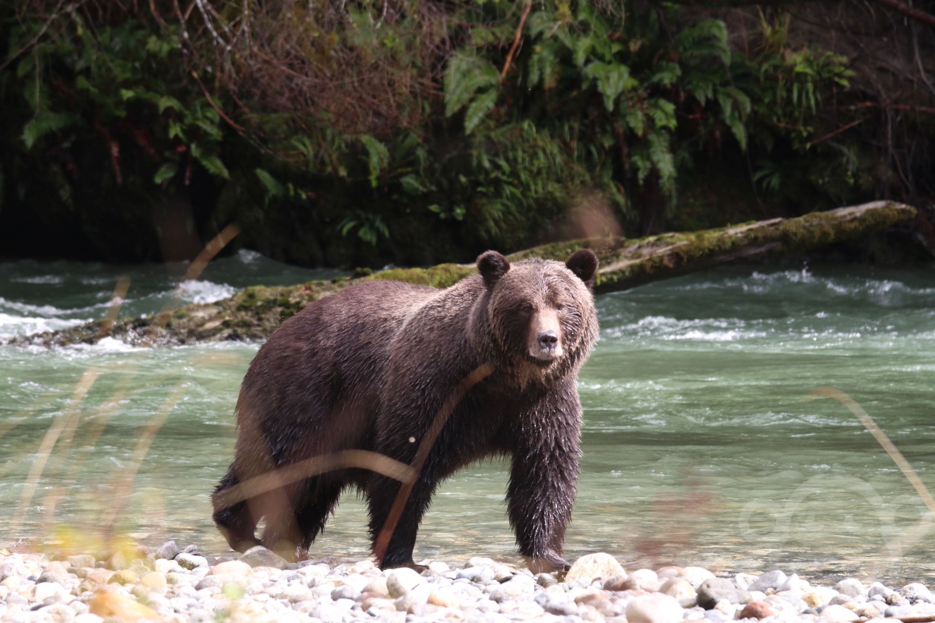 Grizzly Bear