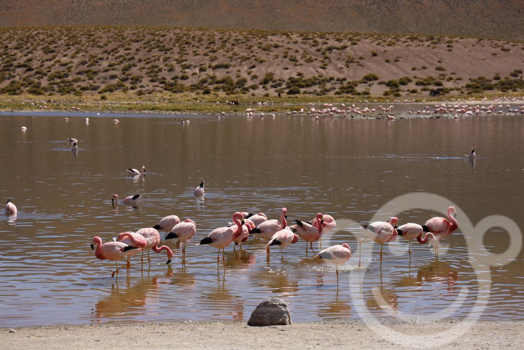 Lagune mit Flamigos in der Atacama Wüste