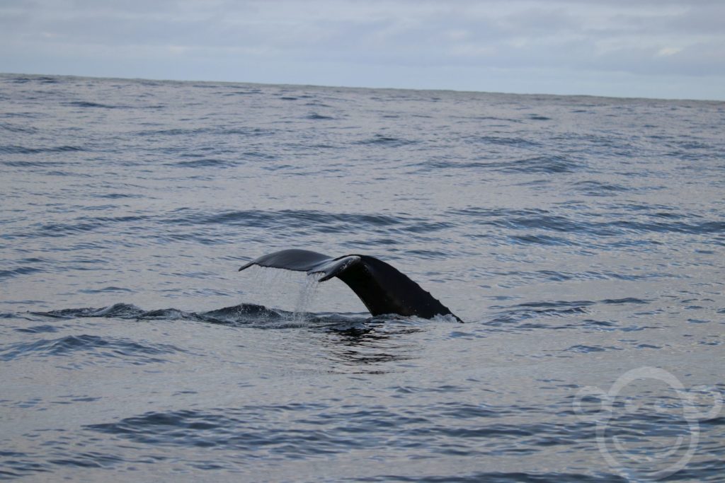 Wal bei Husavik