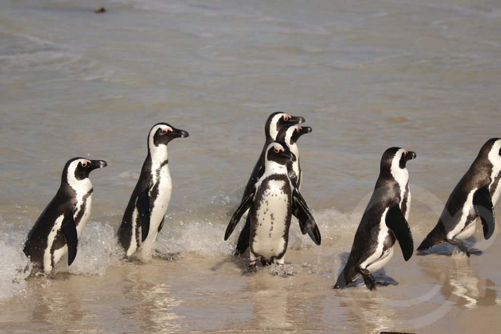 Pinguine am Bouldersbeach